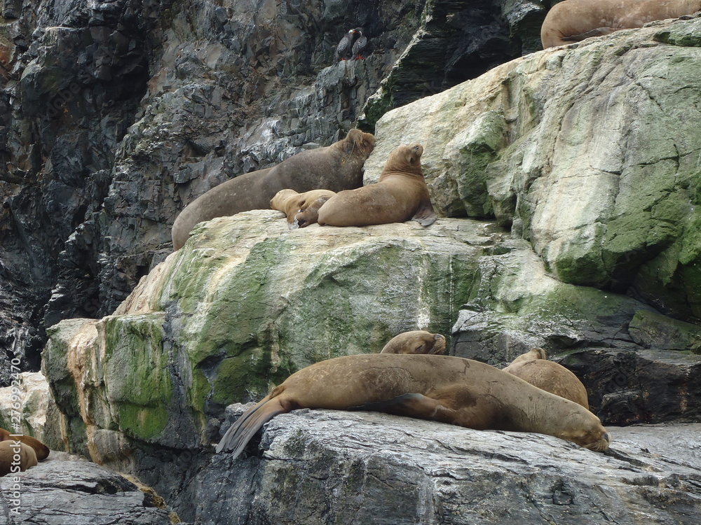 Obraz premium Lobo Marino