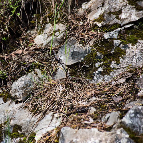 Square background with moss covered marble stone surface