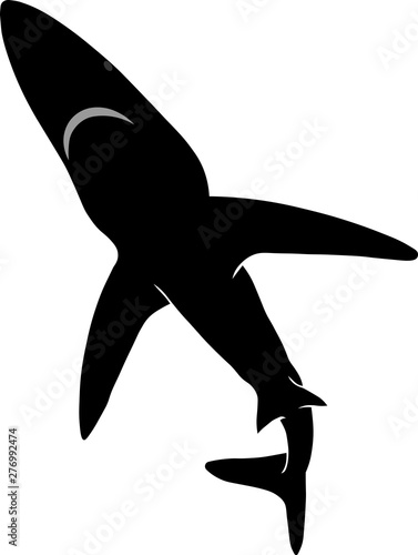 Blue shark