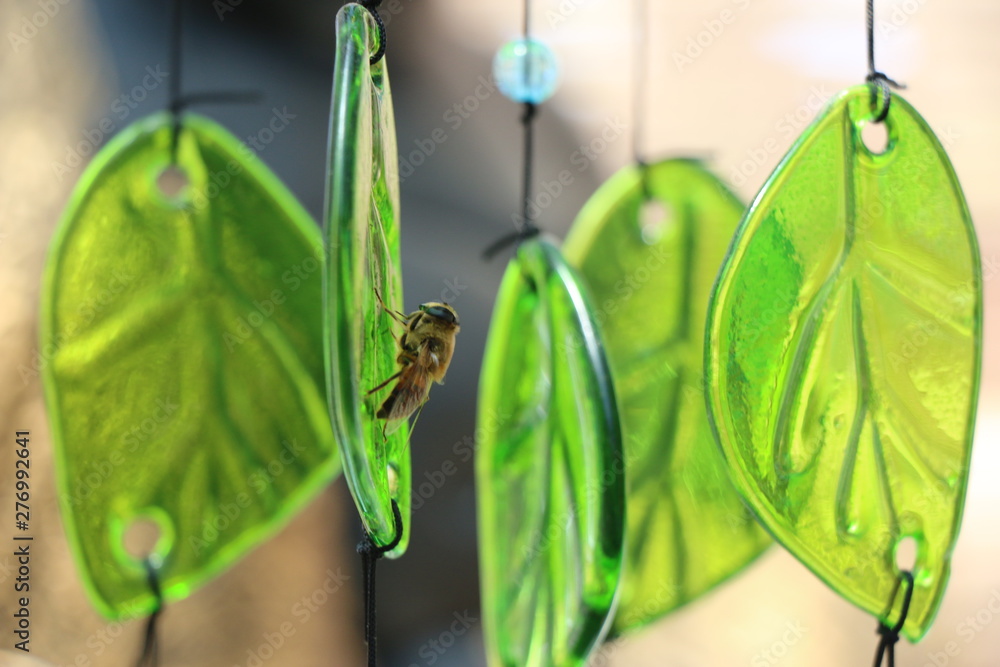 Obraz premium Honey Bee on Glass Leaf Macro