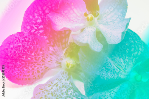 Orchid flowers follow the Patel color.