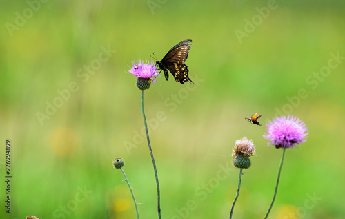 butterfly on flower © Betty Rong