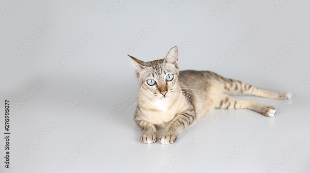 cat isolated on white background