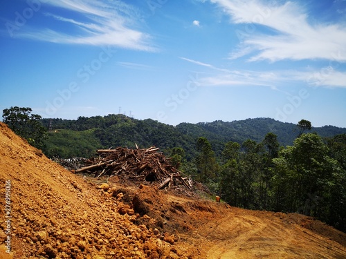 Abandoned cropped logs of alder trees on the highland of Penampang, Kota Kinabalu, Sabah. Malaysia, Borneo.