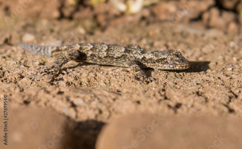 Kotschy gecko sitting on stone