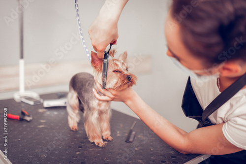 Experienced worker of grooming salon cutting hair cute dog