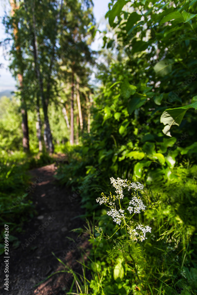 trees in the forest