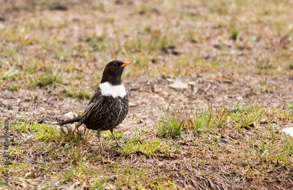 Fototapeta premium Ring Ouzel thrush on the ground