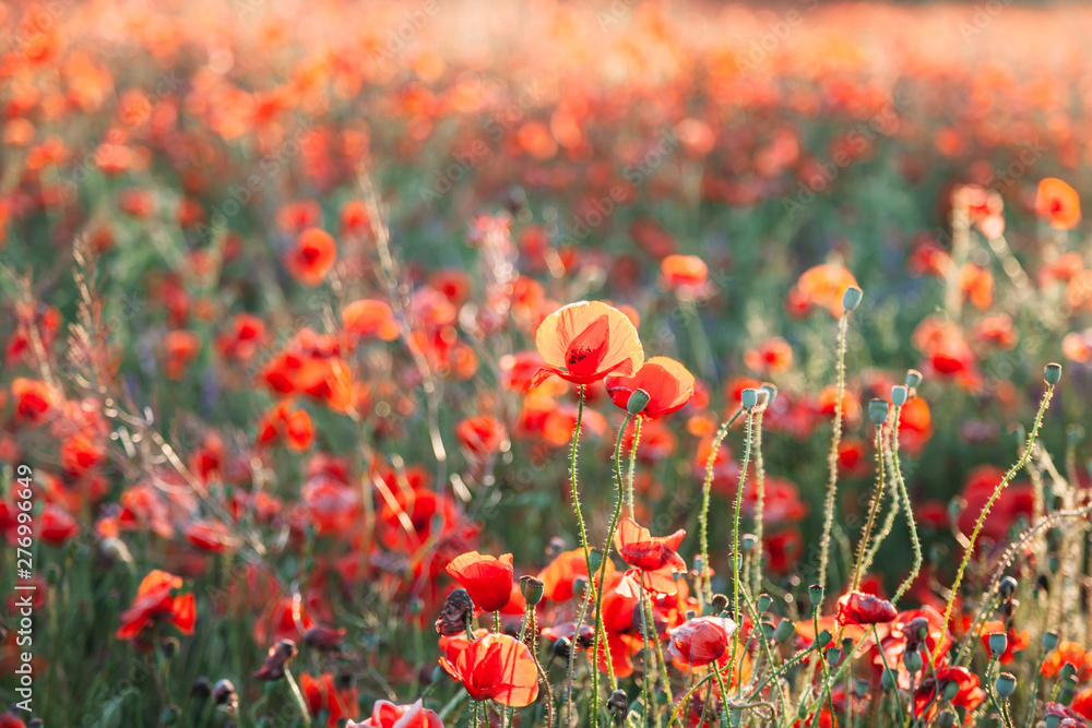 Blooming poppy field (Papaver Rhoeas) in Chisinau, Moldova Blooming poppy field (Papaver Rhoeas) in Chisinau, Moldova