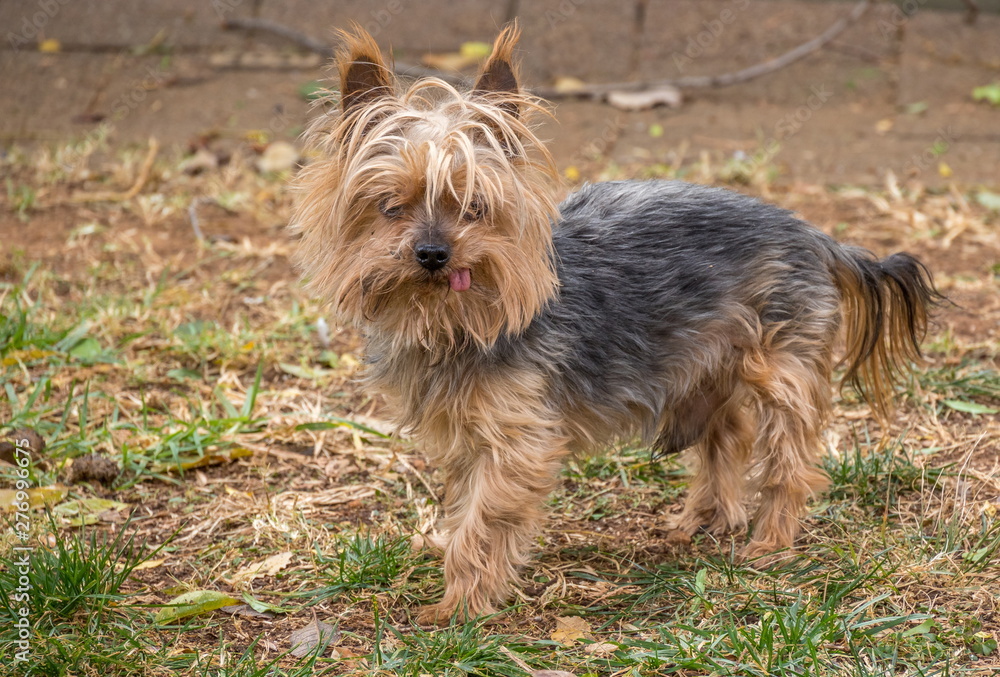Full body image of a small brown domestic pet dog with a pink tongue sticking out image in landscape format Full body image of a small brown domestic pet dog with a pink tongue sticking out image in landscape format