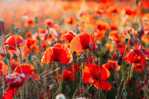 Blooming poppy field (Papaver Rhoeas) in Chisinau, Moldova