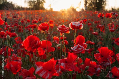 Blooming poppy field  Papaver Rhoeas  in Chisinau  Moldova