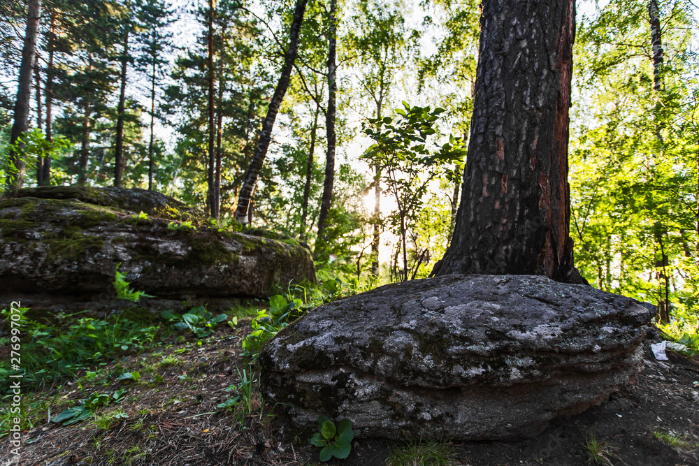 Fototapeta premium rocks in forest
