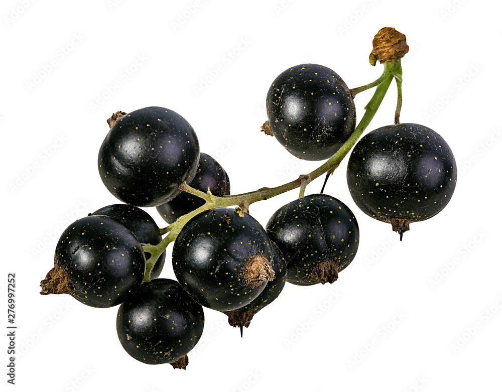 Fresh black-currants isolated on white background with clipping path Fresh black-currants isolated on white background with clipping path