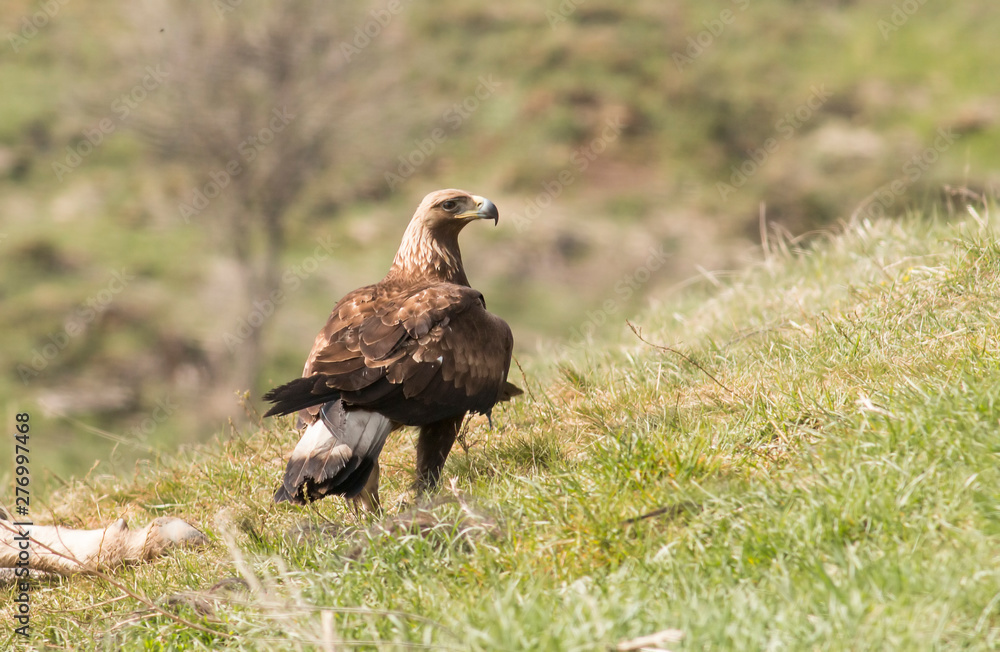 Fototapeta premium Immature Golden eagle eating and flying