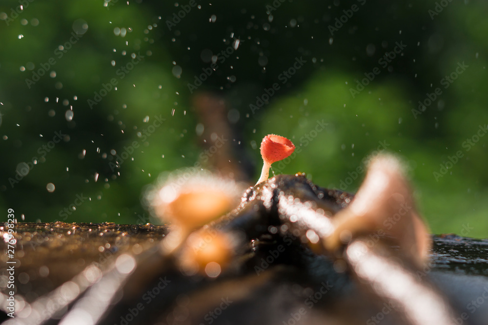 The beautiful champagne mushrooms in rainy season.