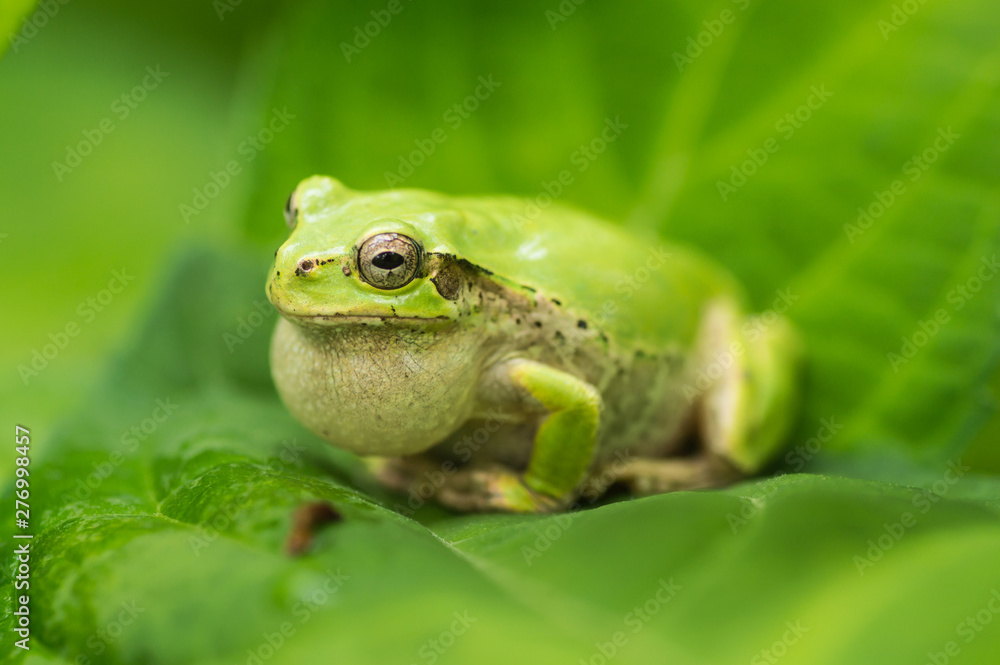 Naklejka premium アマガエル