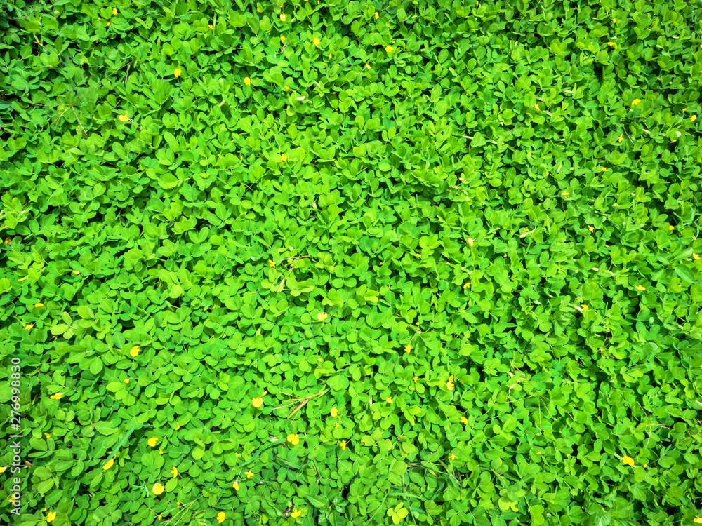 Green leave texture background 03 Green leave texture background 03