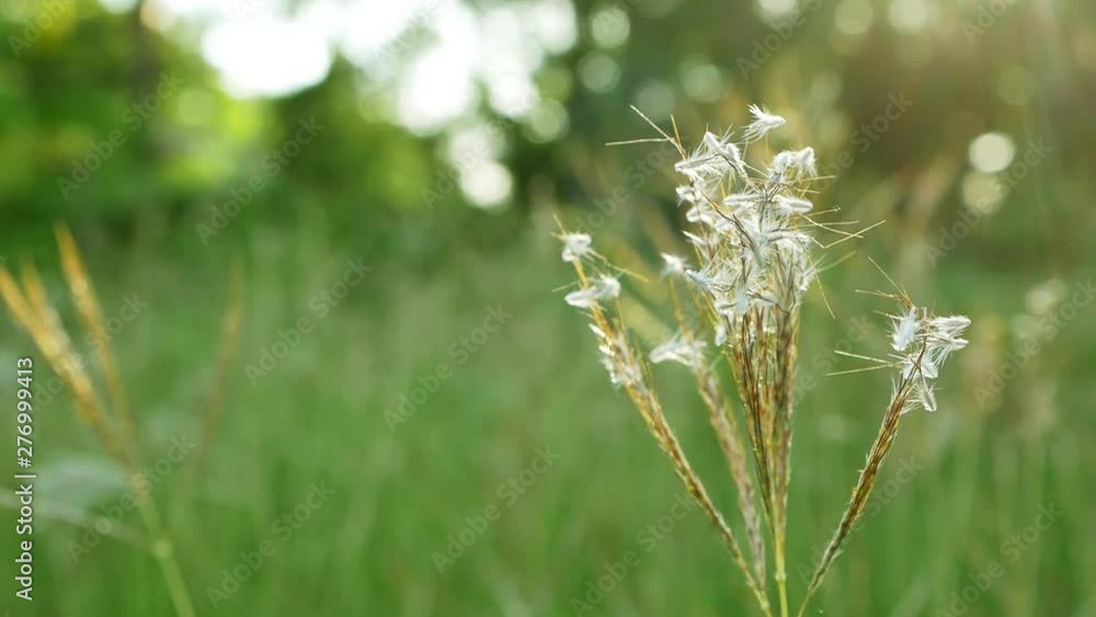 close up flower grass sunlight background close up flower grass sunlight background