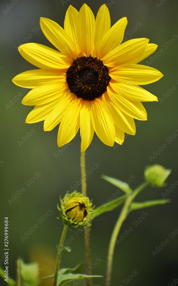 Obraz premium sunflower in the garden