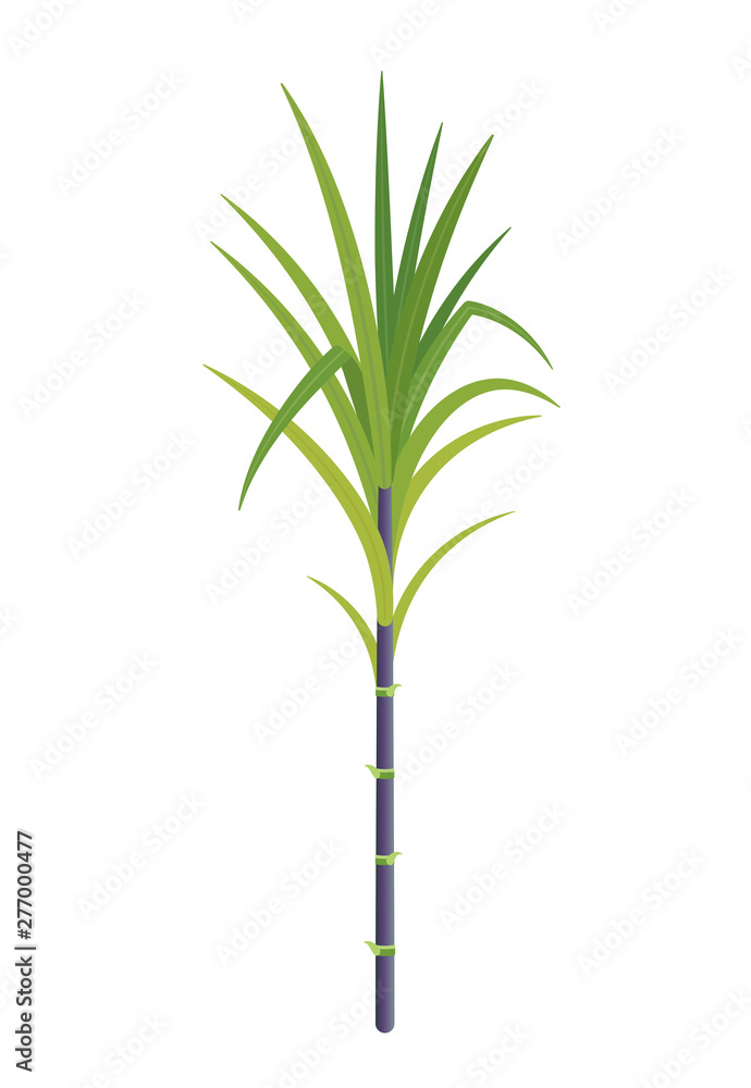 Obraz premium Sugarcane plant. Sugar cane plant used for sugar production. Dark black stalk. Vector Illustration.