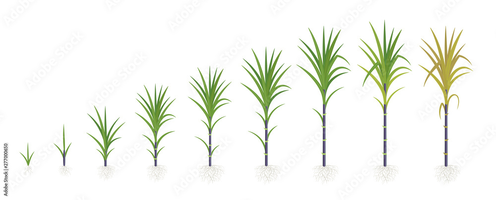 Crop stages of Sugarcane. Growing sugar cane plant. Dark black stalk. Vector Illustration progression.