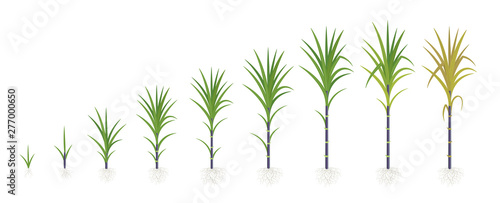 Crop stages of Sugarcane. Growing sugar cane plant. Dark black stalk. Vector Illustration progression.