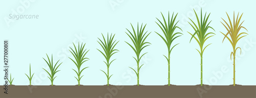 Crop stages of Sugarcane. Growing sugar cane plant used for sugar production. Vector Illustration.