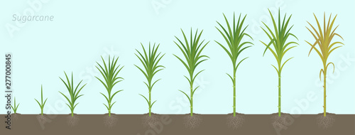 Crop stages of Sugarcane. Growing sugar cane plant used for sugar production. Vector Illustration animation progression with roots in the soil.