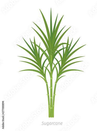 Sugarcane plant. Sugar cane plant used for sugar production. Vector Illustration.