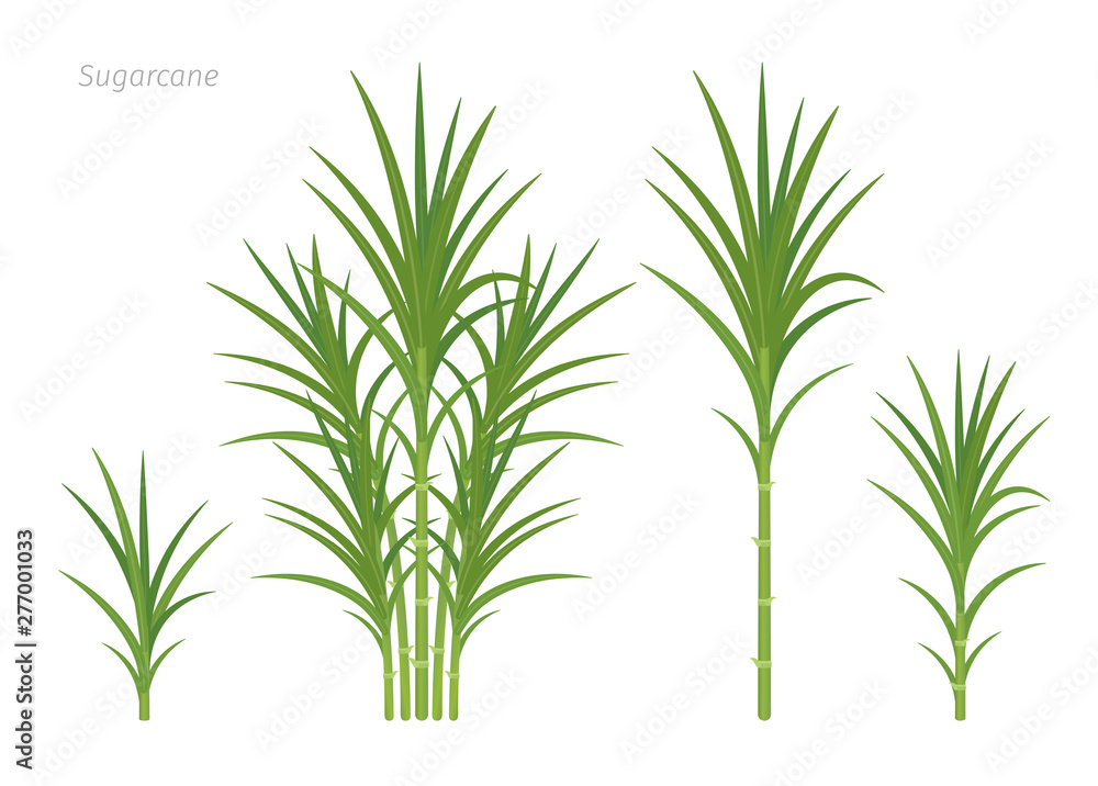 Sugarcane plant set. Sugar cane plant used for sugar production. Vector Illustration. Sugarcane plant set. Sugar cane plant used for sugar production. Vector Illustration.