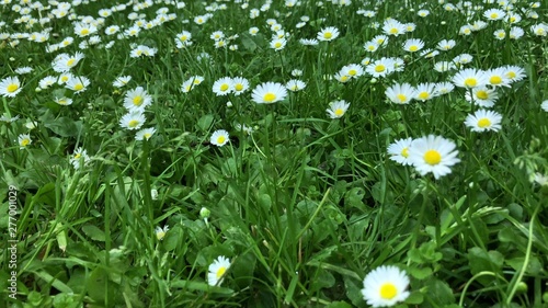Beautiful floral nature background. Many fresh wild daisy flowers growing in summer sunny meadow outside.