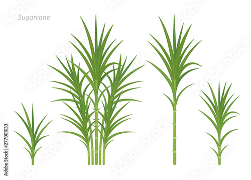 Fototapeta Naklejka Na Ścianę i Meble -  Sugarcane plant set. Sugar cane plant used for sugar production. Vector Illustration.