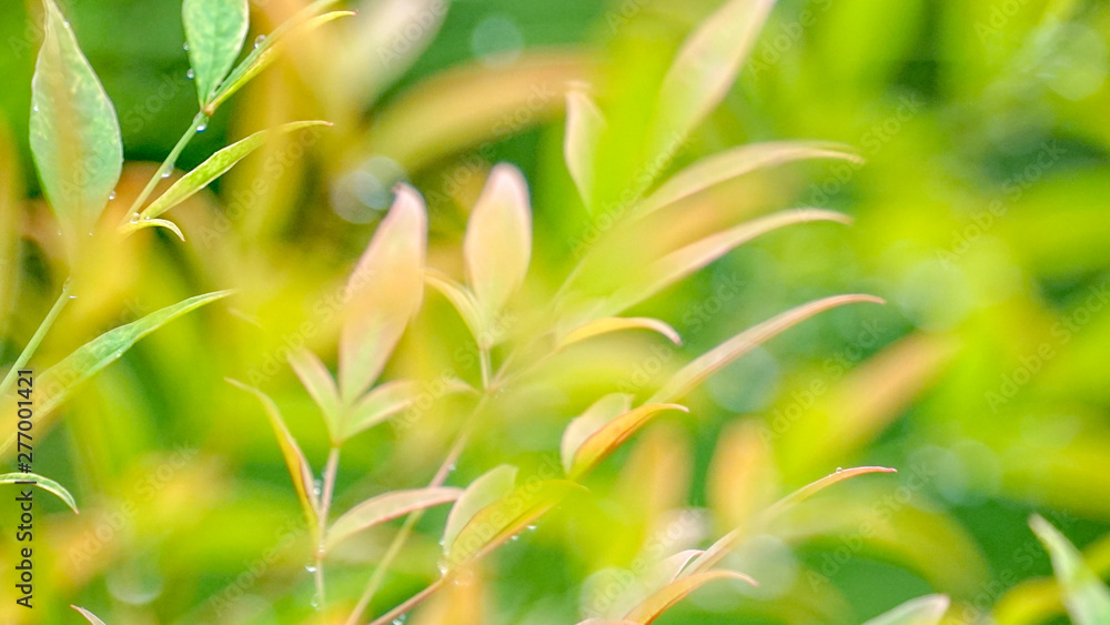 Fototapeta premium もゆる新緑