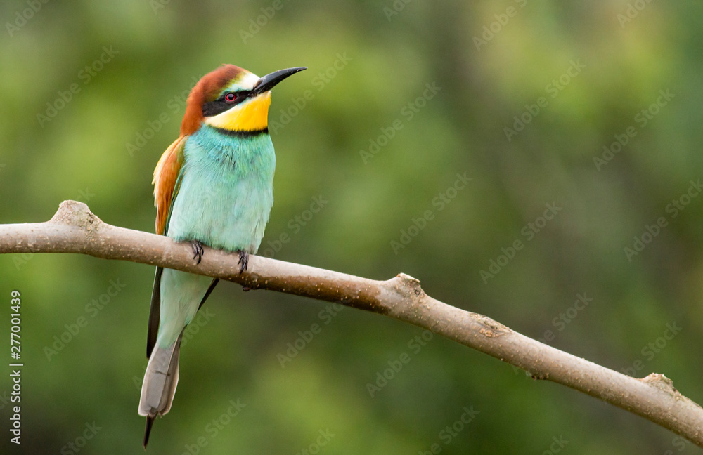 Common Bee-eaters breeding performance Common Bee-eaters breeding performance