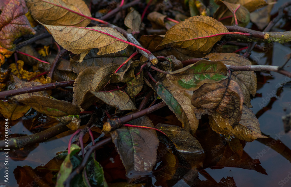 Fallen autumn leaves in rainy day