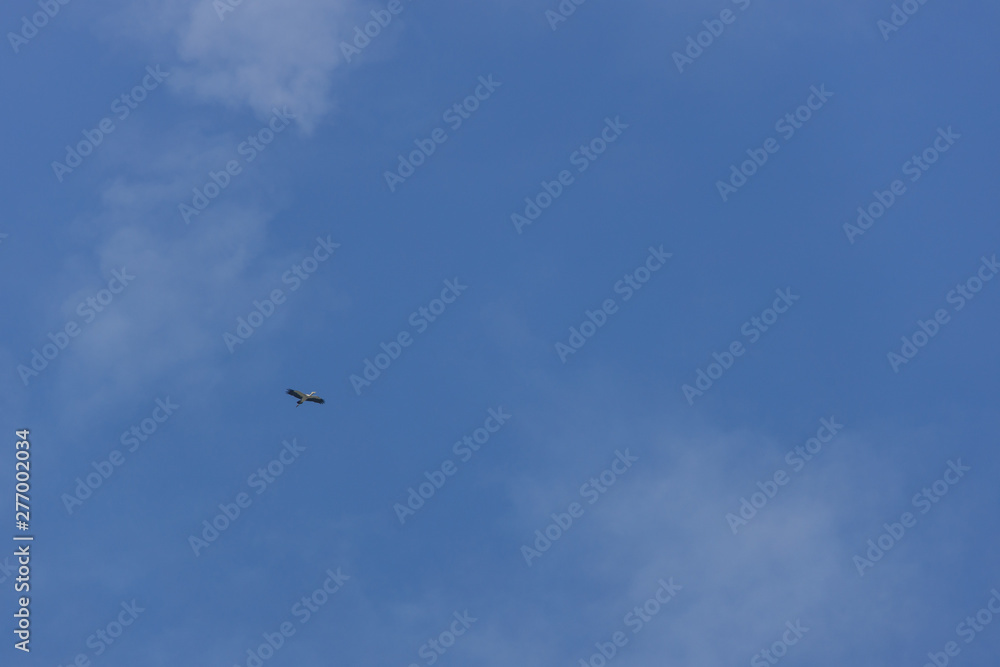 seagull flying in the blue sky