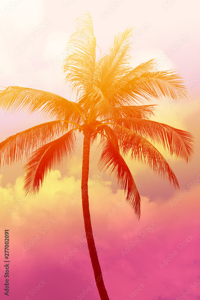 Photo background of exotic beautiful palm trees