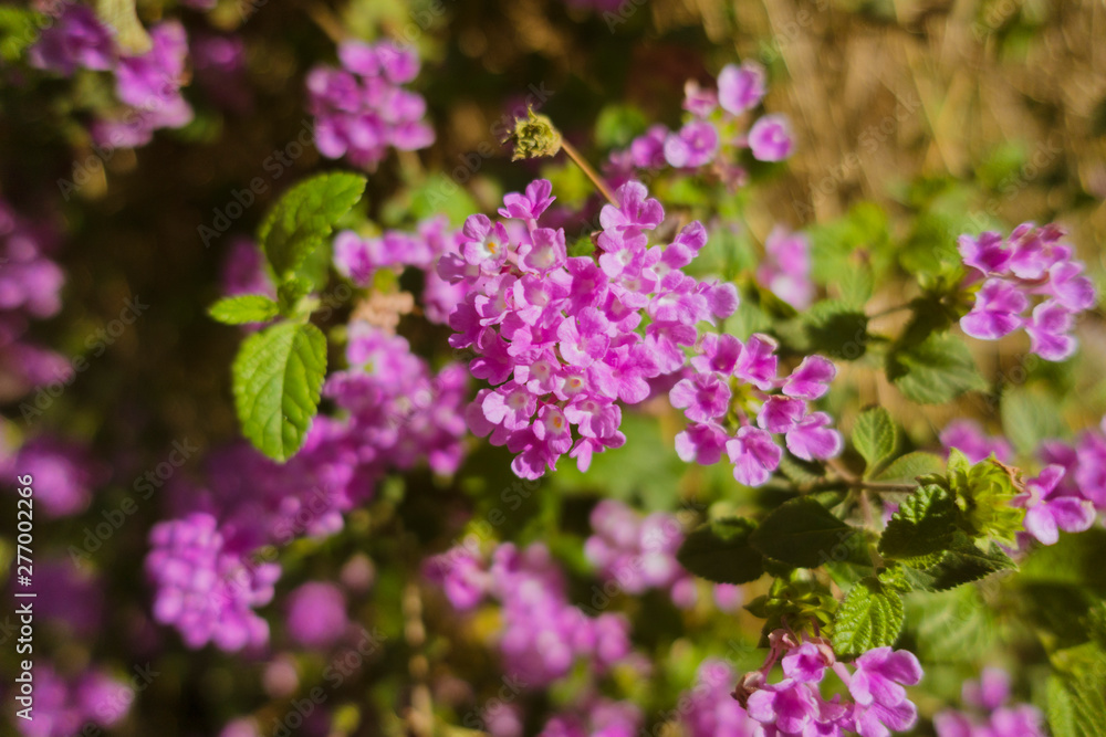 花 花