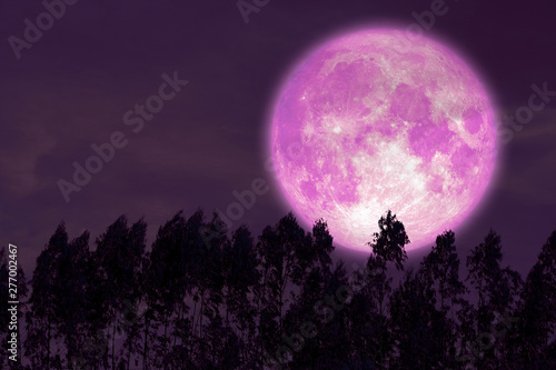 super sturgeon pink moon on red night sky back silhouette pines tree
