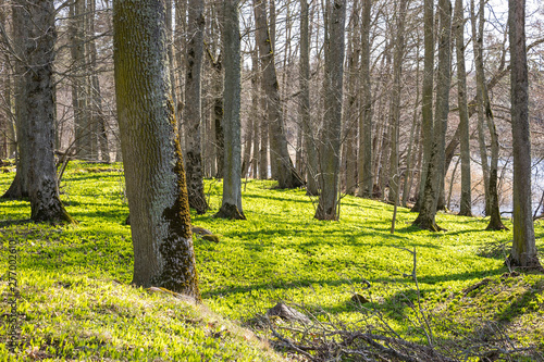 In spring the first bear s garlic grows in light beech forests