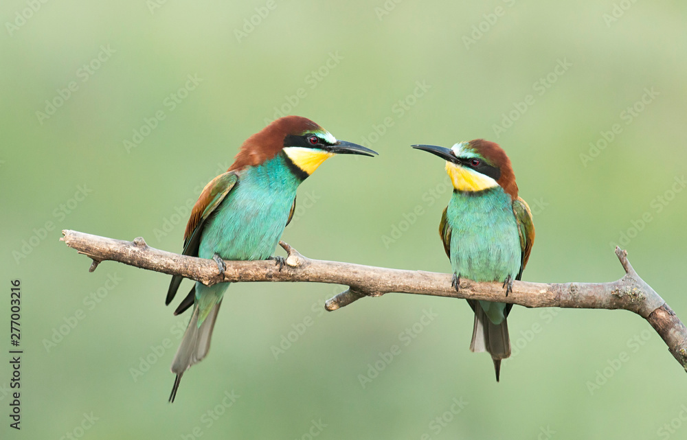 Common Bee-eaters pair in breeding performance Common Bee-eaters pair in breeding performance