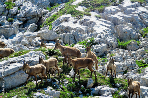 ibex in the French Alps photo