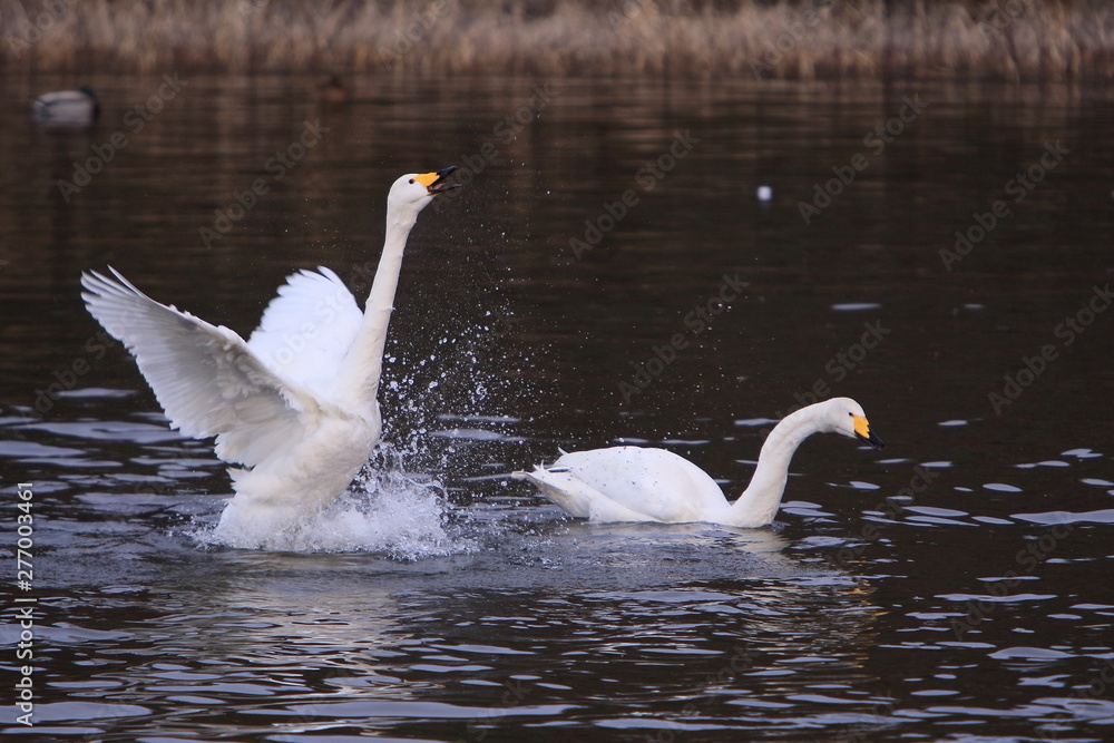 Naklejka premium 羽ばたく白鳥