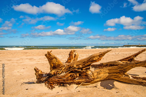 Driftwood at a beach of the Baltic Sea