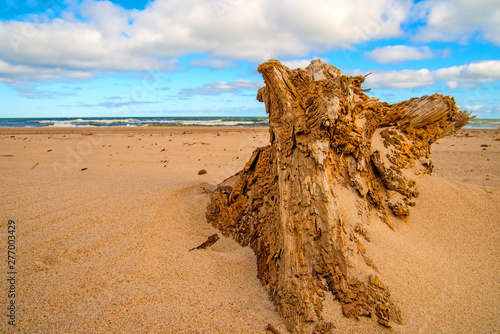 Fototapeta Naklejka Na Ścianę i Meble -  Driftwood at a beach of the Baltic Sea