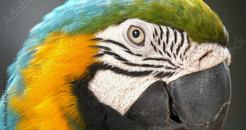 Close up of colourful scarlet macaw parrot.