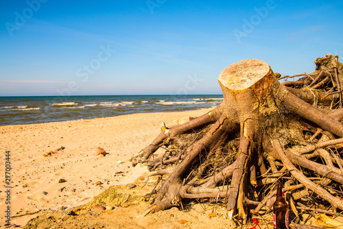 Fototapeta Naklejka Na Ścianę i Meble -  Driftwood at a beach of the Baltic Sea