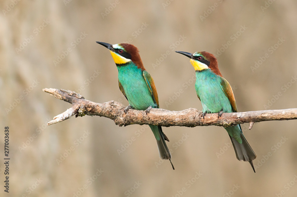 Common Bee-eaters pair in breeding performance Common Bee-eaters pair in breeding performance