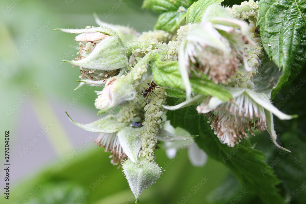 green aphids on raspberry plant, ants around, garden Stock Photo Adobe Stock
